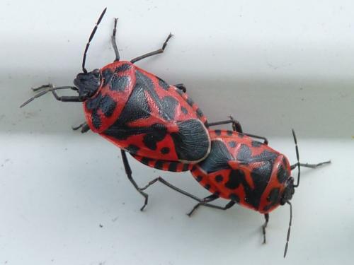Eurydema ventralis